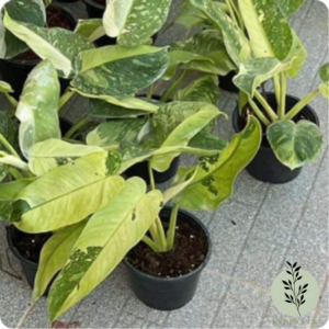 Philodendron Jose Bueno