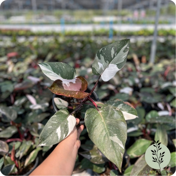 Philodendron Red Anderson