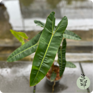 Philodendron Billietiae
