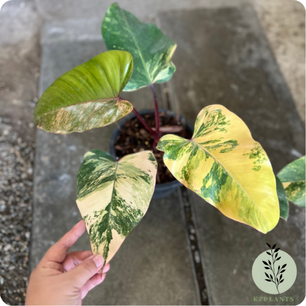 Philodendron Strawberry Shake