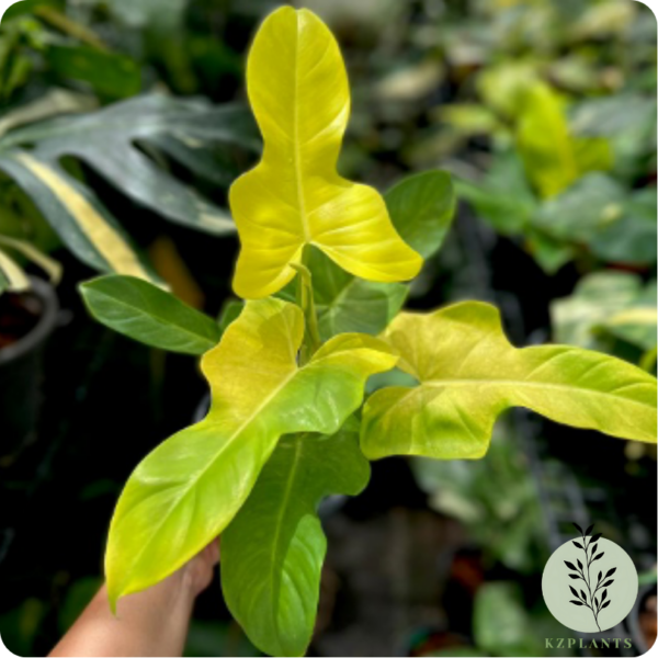 Philodendron Bipennifolium Aurea