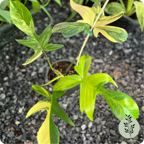 Philodendron Florida Beauty