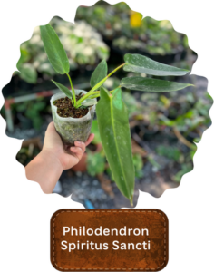 Philodendron Spiritus Sancti