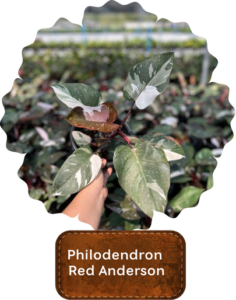 Philodendron Red Anderson