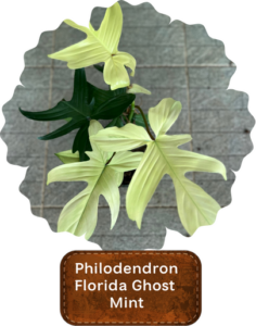 Philodendron Florida Ghost Mint