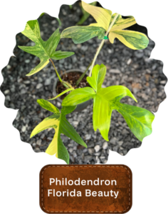 Philodendron Florida Beauty