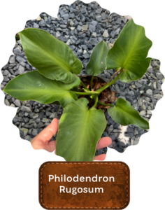 Philodendron Rugosum