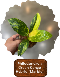 Philodendron Green Congo Hybrid (Marble)