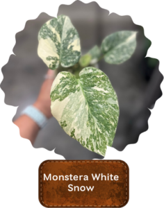 Monstera White Snow