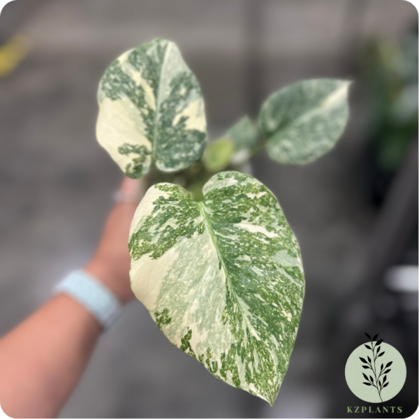 Monstera White Snow