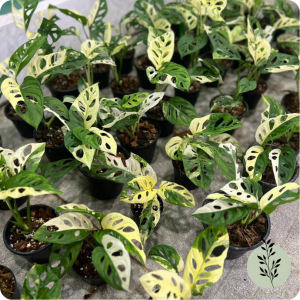Monstera Adansonii Variegata