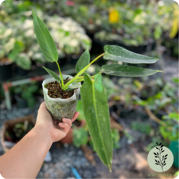 Philodendron Spiritus Sancti